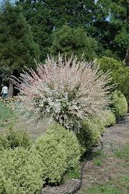 Tricolor Willow Tree Form Salix Integra Hakuro Nishiki Tree Form In Boston Hopkinton Chelmsford Massachusetts Ma At Weston Nurseries