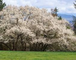 Flowering dogwood is a native understory tree in virginia, & in fact is the state flower. 16 Dogwood Tree Facts For Kids And Arborists