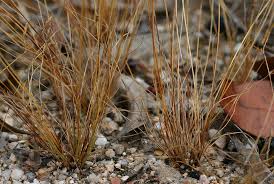 Image result for Bulbostylis