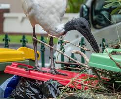 Sydney Councils Seek Help For Ibis Problem Government News