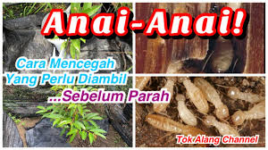 Rawatan anai anai menggunakan kaedah drilling ajpest pestcontrol termite. Anai Anai Musnahkan Akar Durian Cara Pencegahan Wajib Termites Control How To Youtube