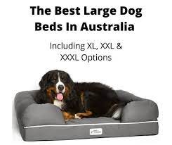 We did not find results for: 10 Best Large Dog Beds Australia Including Xl Xxl Xxxl Gentledogtrainers Com Au