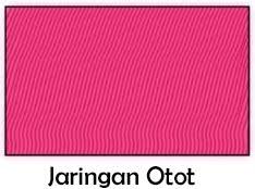 Berdasarkan bentuk dan cara kerja selnya, jaringan otot dapat dibagi menjadi 3. Jaringan Hewan Pengertian Struktur Gambar Guru Belajarku