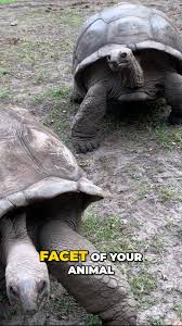 Image result for Chelonoidis microphyes