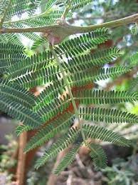 Herbalists Use Acacia Gum To Bind Pills And Lozenges And To Stabilize Emulsions It Is Also Used In Aromatherapy For Applying Acacia Trees To Plant Acacia Gum