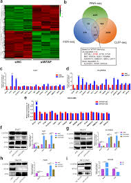 Aimassist fastplace misplace mlg scaffold strafe wtap. Wtap Facilitates Progression Of Hepatocellular Carcinoma Via M6a Hur Dependent Epigenetic Silencing Of Ets1 Molecular Cancer Full Text