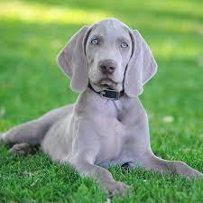 German shorthaired pointer pedigree database via dogs.pedigreeonline.com. 20 Short Haired Dog Breeds For Lower Maintenance Care