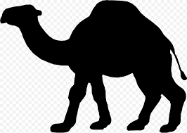 Pets in black desert online are a pretty important part of the gameplay. Animal Dromedary Silhouette Desert Camel Camelid Arabian Camel Black Png Klipartz