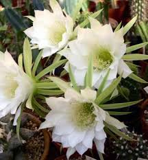 Estos cactus en forma de bola o con forma redonda, a lo largo de su crecimiento van creando más bolas, una tras otra a partir de su. Todo Sobre Los Cactus Descubre Todos Sus Secretos
