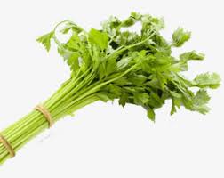 How to cut celery from garden. Yard To Table Cutting Celery Uf Ifas Extension Orange County