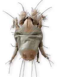 Image result for Dust mite