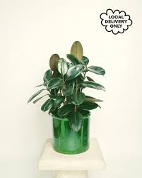 Image result for Cyphostemma tenuissimum