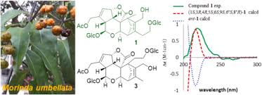 Image result for Morinda asteroscepa