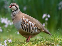 الطقس والأحوال الجوية الظروفيوم الاثنين24مايوفي عين الحجل. Ø§Ù„Ø­Ø¬Ù„ Ø§Ù„Ø±Ù…Ø§Ø¯ÙŠ Ù…Ø§ Ù‡Ùˆ Ù‡Ø°Ø§ Ø§Ù„Ø·Ø§Ø¦Ø± Ø£ÙŠÙ† ÙŠØ¹ÙŠØ´ ÙˆÙ…Ø§Ø°Ø§ ØªØªØºØ°Ù‰