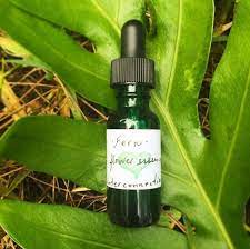Fern Flower Essence Interconnection Honest Owl Herbal