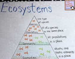 science anchor charts science lessons science curriculum