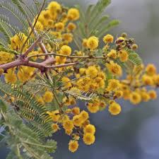 Image result for Acacia grandicornuta