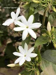 Image result for Jasminum multiflorum