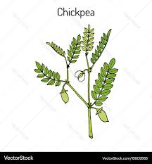 Image result for Cicer arietinum