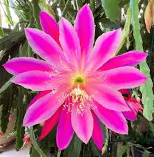 Image result for Epiphyllum