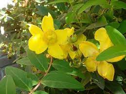 E' apprezzata come pianta ornamentale in giardini e aiuole, fiorisce da giugno a luglio. Piante Per Aiuole Piante Da Giardino Aiuole Piante