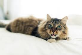 Check spelling or type a new query. Cat Asthma Feline Bronchitis Bluepearl Pet Hospital