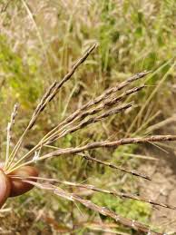 Image result for Thelepogon