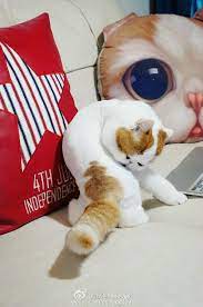 sina visitor system ねこ 猫 動物