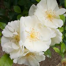 April Snow Camellia April Snow Camellia Plant Fast Growing Trees