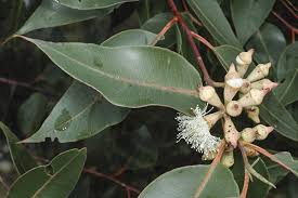 Image result for Eucalyptus robusta