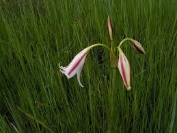Image result for Crinum verdoorniae