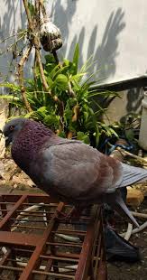 Maybe you would like to learn more about one of these? Vitamin Dan Suplemen Merpati Lomba Wajib Binatang Peliharaan