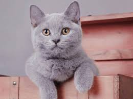 Das kann mehrere wochen dauern. Freiganger Zur Wohnungskatze Machen Geht Das