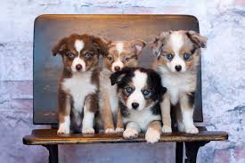 Your pup will be very uneasy around strangers and should be socialized as early as possible. Miniature Australian Shepherd Dog Breeders Websites Puppysites Com