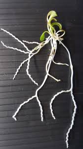 Image result for Genlisea africana