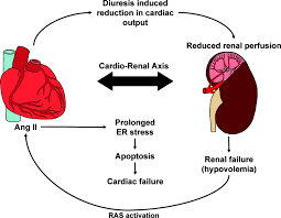 Khnmu department of pediatrics №2. Interrelationship Between Cardiac Hypertrophy Heart Failure And Chronic Kidney Disease Circulation Research