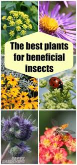 Learn more about good bugs in this excerpt from chapter 4: Plants For Beneficial Insects The Best Ones To Include In Your Garden