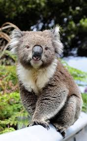 Koala Australia Cute Koala Sitting At Roadside At Great Ocean Road In Victoria Aff Cute Sitting Koala Australi Koala Koala Bear Cute Funny Animals