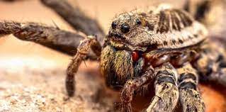 Footage shows a spider 'flies' up and down in the air using electrostatic charges in the atmosphere to power their journeys. The Top 5 Freakiest Spiders To Spot In British Columbia Vancouver Is Awesome