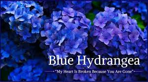 Hydrangea dark blue flower is an amazing blue flower in a color that you won't believe can occur in nature. Funeral Flowers And Their Meanings The Ultimate Guide Love Lives On