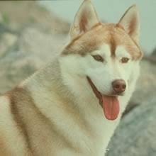 Breeders of merit are denoted by level in ascending order of: Puppyfind Siberian Husky Puppies For Sale