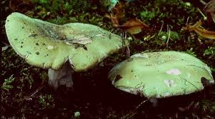 Image result for Russula perlactea