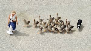 Check spelling or type a new query. How To Choose The Most Profitable Livestock For A Small Farm