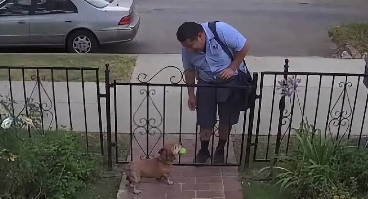 For 5 years dog greets mailman with tennis ball, until one day his own... |  dog | TikTok