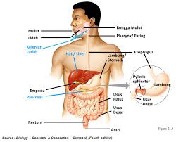 Sel saraf (neuron) → menjalankan fungsi sistem saraf seperti mengingat, berfikir, dan mengontrol semua aktivitas tubuh 2. Makalah Sistem Pencernaan Pada Manusia Lengkap Gadisnet