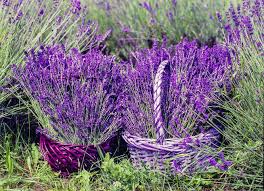 Lavendel Lavendelsirup Lavendel Lavendel Pflanzen