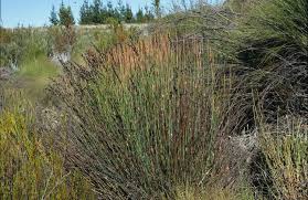 Image result for Restionaceae