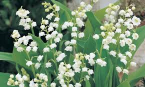 November or december would be the ideal time for division and planting lily of the valley. Up To 44 Off Lily Of The Valley Pips Groupon