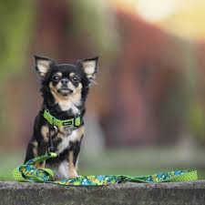 Collier chien a pois vert et bleu