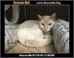 The first thing that differentiate. California Siamese Rescue Adoptions Rescue Me Siamese Rescue Siamese Kitty Images